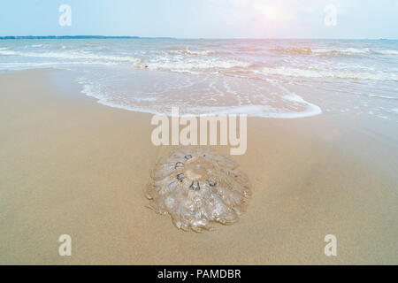 Quallen im flachen Wasser des Meeres Stockfoto