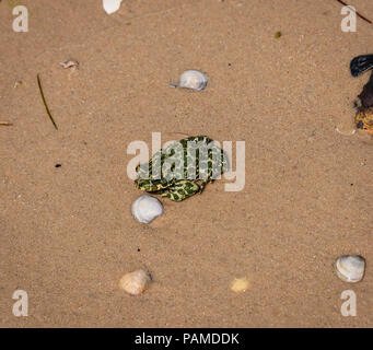 Erde Frosch auf den Sand im Sommer, in der Nähe Stockfoto