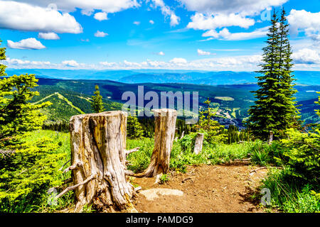 Baumstümpfen auf einem Wanderweg für Tod Berg in der Nähe von alpinen Dorf Sun Peaks in der Shuswap Hochland von schönen British Columbia, Kanada Stockfoto