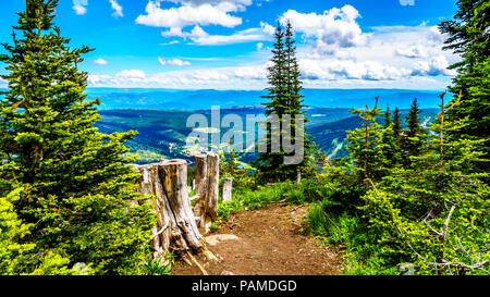 Baumstümpfen auf einem Wanderweg für Tod Berg in der Nähe von alpinen Dorf Sun Peaks in der Shuswap Hochland von schönen British Columbia, Kanada Stockfoto