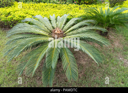 Cycas Pflanze im Garten Stockfoto