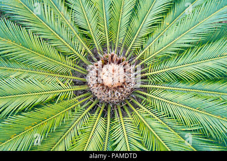 Cycas Pflanze im Garten Stockfoto