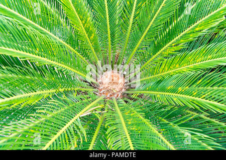 Cycas Pflanze im Garten Stockfoto