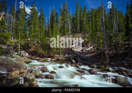 Breite Wald Abschnitt der Stromschnellen auf der Dana Gabel der Tuolumne River, der Tioga Pass, Yosemite Nationalpark Stockfoto