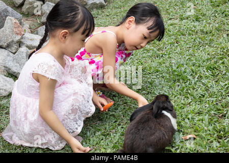 Asiatische wenig chinesische Schwestern Fütterung ein Hase mit Karotte im Hof Stockfoto