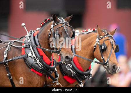 Peru, Indiana, USA - 21. Juli 2018 in der Nähe von zwei Pferden im Circus City Festival Parade Stockfoto