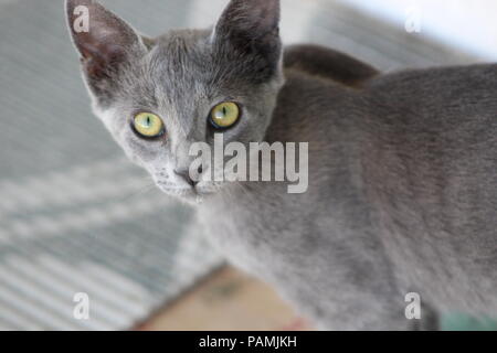 Graue Katze mit gelben Augen Stockfoto