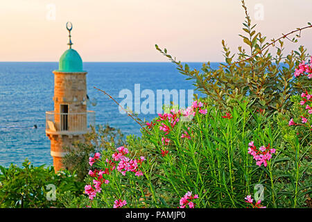 Al-Bahr Moschee oder Meer Moschee in der Altstadt von Jaffa, Tel Aviv, Israel in den Abend. Es ist die älteste erhaltene Moschee in Jaffa, Israel Stockfoto