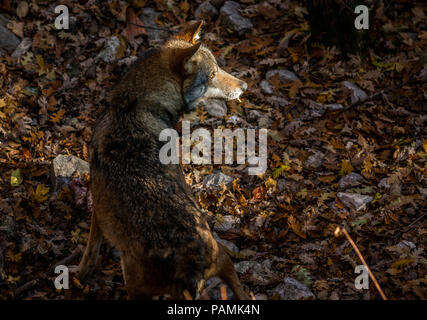 Wolf in den letzten Strahl der Sonne, Abruzzen Stockfoto