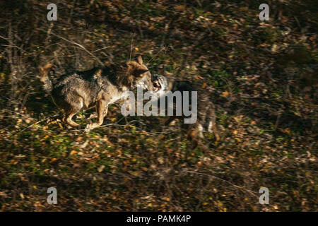 Zwei Wolf kämpfen, Abruzzen Stockfoto