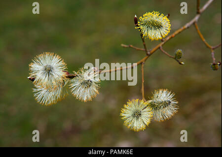 Die Blütezeit von Salix caprea Stockfoto