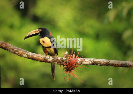 Collared Aracari (Pteroglossus torquatus) schoß in Costa Rica Stockfoto