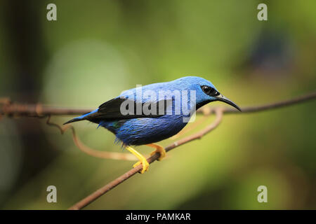 Shining Honeycreeper, Cyanerpes lucidus, exotische Tropic blue bird Form Costa Rica Stockfoto