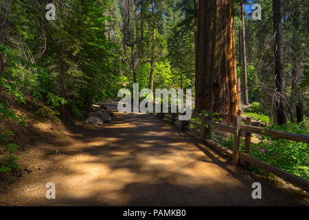 Majestätischen gigantischen Sequoia Bäumen entlang der schattigen Schmutz trail, in schönen Nachmittag Licht getaucht - Tuolumne Grove, Yosemite Nationalpark Stockfoto