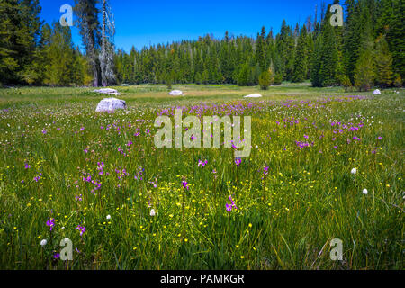 Lebendige, üppige Kran Wiese voll von schönen Kalifornien - Yosemite National Park im Frühling Stockfoto