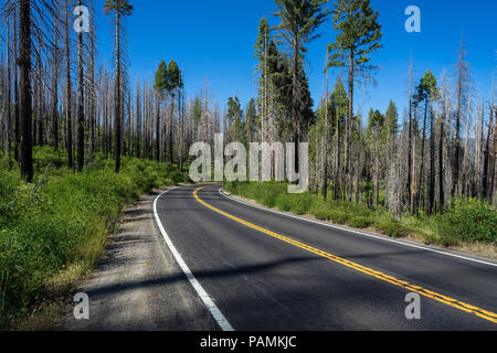 In der Landstraße 120 Kurve, einer Straße voller Bäume, die von der RIM Brand, einen verheerenden Waldbrand in 2013 - Yosemite National Park beschädigt Stockfoto