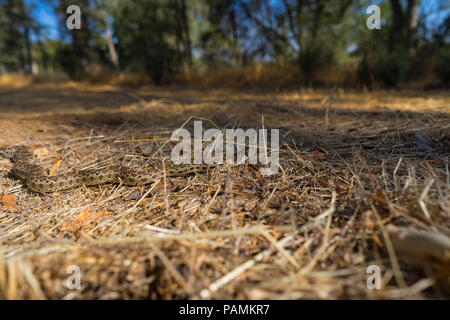 Dieses Reptil ist, einige der faszinierenden Sommer wildlife Yosemite National Park. Stockfoto