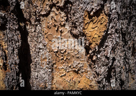 Closeup Detail der duftenden Jefferey Pine Tree Bark - Yosemite National Park Stockfoto