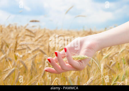 Die Hand einer Frau mit Weizen auf einem Feld mit einem blauen Himmel und ein goldenes Leuchten Stockfoto