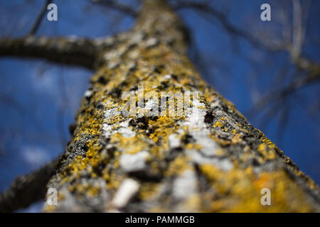 In der Nähe des gelben Flechten an eine Birke gegen den blauen Himmel im Frühjahr Stockfoto