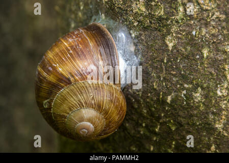 Nahaufnahme einer Schnecke auf einem Baumstamm Stockfoto