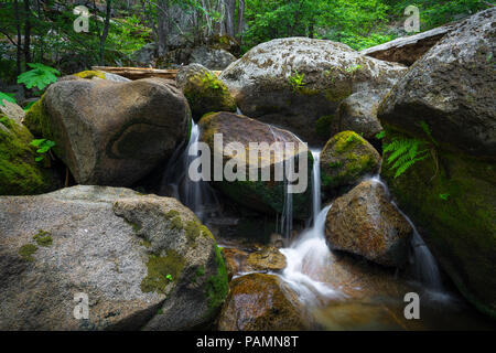 Großen Felsen, Farne, und Moos dekorieren idyllische Tamarack Creek Falls, in einem Wald Canyon entlang der Autobahn 120 in Yosemite National Park Stockfoto