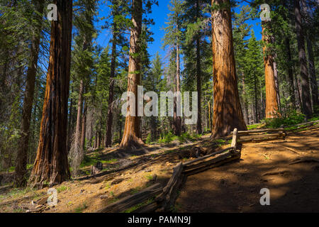 Schöne orange Rinde von gigantischen Sequoia Bäumen in warmen, glühenden Sommer Sonnenlicht - Tuolumne Grove Trail - Yosemite National Park Stockfoto