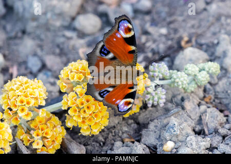 Tagpfauenauge Fütterung auf Gelb sommerflieder Stockfoto