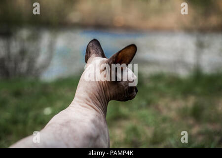 Sphynx Katze Bild von hinten, wie es die Wüste erforscht Stockfoto