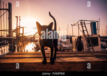 Eine streunende Katze durchstreift die Marina bei Sonnenuntergang im Hafen von Jaffa, Tel Aviv, Israel Stockfoto