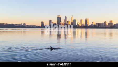 Indopazifischen Großen Tümmler (Tursiops aduncus) in den Swan River in Perth in der Ferne. Stockfoto