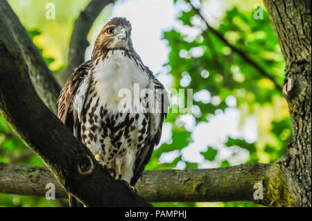 Rot - Schwanz hawk sitzt auf dem Zweig Stockfoto