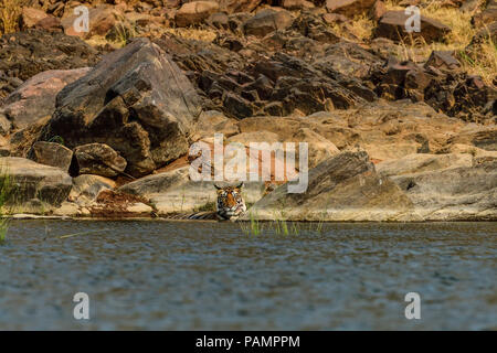 Bengal Tiger - Mutter/Tigerin und jungen Abkühlung in einer felsigen Seite in einem See Wasser im Panna Nationalpark während Indische heißen Sommer Saison Stockfoto