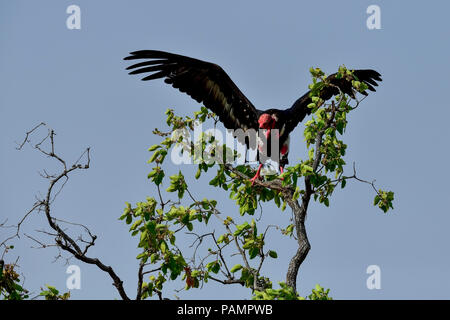 Der red-headed Vulture, auch als die Asiatische king Vulture bekannt, Indische mönchsgeier oder Pondicherry Geier, ist eine alte Welt Geier Stockfoto