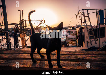 Eine streunende Katze durchstreift die Marina bei Sonnenuntergang im Hafen von Jaffa, Tel Aviv, Israel Stockfoto