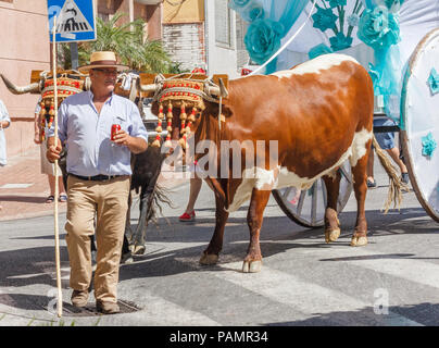 Arroyo de la Miel, Spanien - 17/6/2018: Mann mit Ochsenkarren in der Parade. Es gibt viele solche Feste Stockfoto