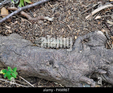 Western Zaun Eidechse entlang in Sunol Regional Wilderness, Kalifornien, Stockfoto