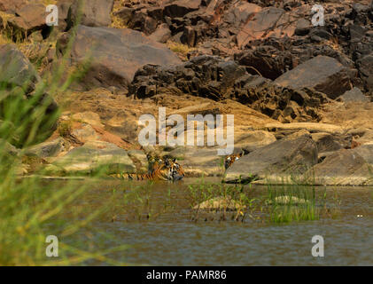 Bengal Tiger - Mutter/Tigerin und jungen Abkühlung in einer felsigen Seite in einem See Wasser im Panna Nationalpark während Indische heißen Sommer Saison Stockfoto