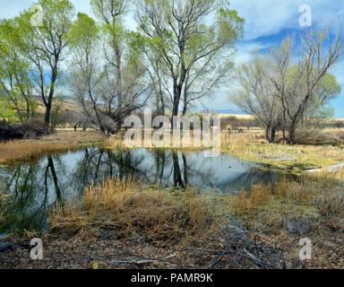 Die Braun Canyon Ranch liegt in den Ausläufern des Huachuca Mtns in fernen südlichen Arizona entfernt und stammt aus den frühen 1900er Jahren. Stockfoto