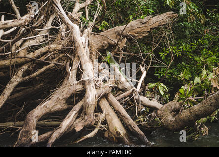 Großes, helles Grün wild iguana Spaziergänge über den Zweig eines Baumes in ihrem natürlichen Lebensraum in Costa Rica Stockfoto