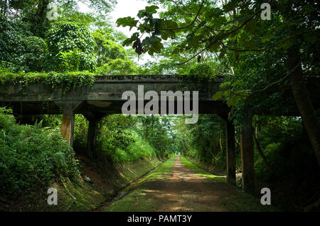 Alte konkrete Überführung auf einem Wanderweg in der Nähe der Bukit Timah, Singapur Stockfoto