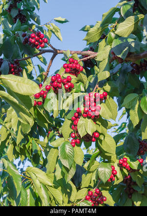 In der Nähe von cherry tree branches in Bündeln von reifen roten Kirschen mit blauen Himmel im Hintergrund Stockfoto
