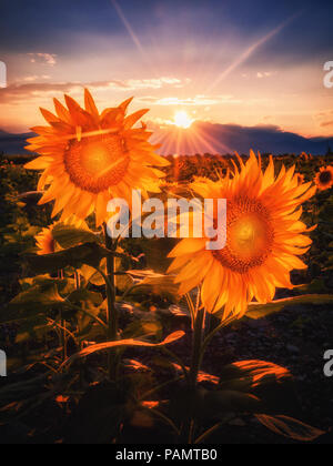 Atemberaubende Bild von Sonnenblumen auf einem Sonnenuntergang von Sopot, in der Nähe von Plovdiv, Bulgarien. Beautoful Sommer Bild Stockfoto