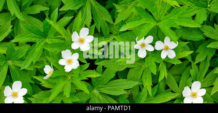 Wunderschöne natürliche saisonale Frühling Hintergrund - weißen zarten Wildblumen Anemonen mit geschnitzten grüne Blätter, wachsen auf Waldlichtung, in der Nähe Stockfoto