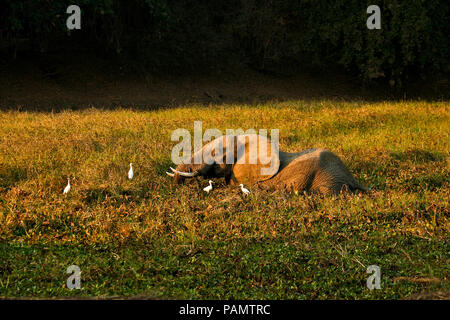 Elefant, Loxodonta Africana. Mana Pools National Park. Zimbabwe Stockfoto