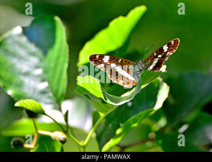White Admiral Schmetterling (Limenitis camilla) Kent, UK. Juli Stockfoto