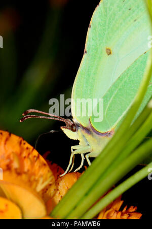 Zitronenfalter (Gonepteryx rhamni) Weiblich - Fütterung. Unter Unterholz getarnt Stockfoto