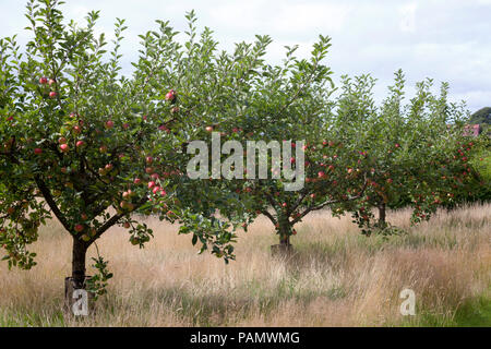 Apfel - Malus Domestica - Sorte "Katy" in Orchard in der Erntezeit, Schottland. Stockfoto