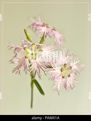 Frilly Dianthus Blumen Stockfoto