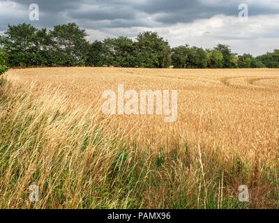 Weizen bereit zu ernten in einem Feld in der Nähe von knaresborough North Yorkshire England Stockfoto